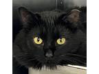 Adopt Malcolm and Moby a Domestic Long Hair