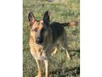 Adopt Rex a German Shepherd Dog