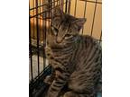 Adopt Cody a Tabby