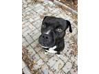 Adopt Blackbeard a Boxer