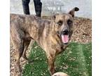 Adopt PETEY - kind gentle affectionate loyal dog friendly a German Shepherd Dog