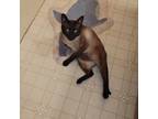 Adopt Charlie a Tonkinese, Siamese