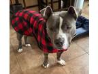 Adopt Onyx a Pit Bull Terrier