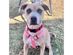 Adopt Rubble a Black Mouth Cur