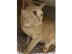 Adopt Butter Jr. a Tabby