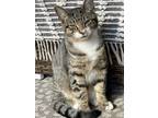 Adopt Smudge a Tabby, Domestic Short Hair