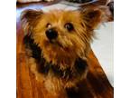 Adopt Whitby a Yorkshire Terrier