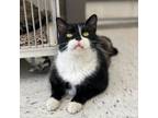 Adopt Oreo Ball - Sponsored to $33 - Currently in foster care!