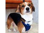 Adopt BOSLEY a Beagle, Corgi