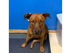 Adopt Rusty a Pit Bull Terrier
