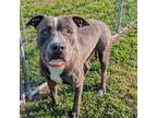 Adopt Dion a Pit Bull Terrier
