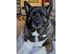 Adopt Maiko a Akita