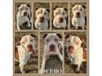 Adopt Leo (Deebo) CFS# 230082902 a Pit Bull Terrier