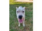 Adopt Clyde a Dogo Argentino