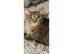 Adopt Habanero (Fifth Street Kittens 3) a Domestic Short Hair