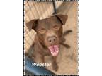 Adopt Webster a Pit Bull Terrier