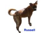 Adopt Russell a German Shepherd Dog