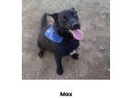 Adopt Max a German Shepherd Dog