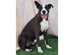 Adopt Blackie a Pit Bull Terrier