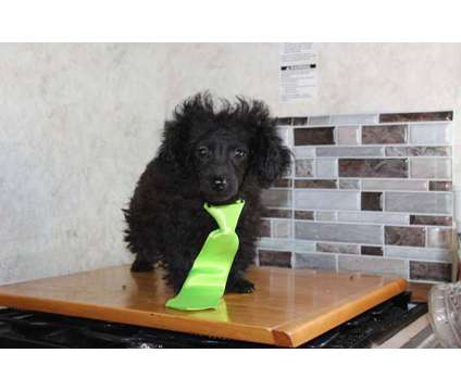 Poodle male reduced is a Male Poodle Puppy For Sale in Limestone TN