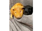 Adopt Moby and Mochi a Guinea Pig, Short-Haired
