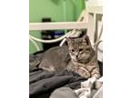 Adopt Castiel a Domestic Short Hair, Tabby