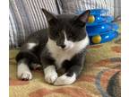 Adopt Stitch a American Shorthair