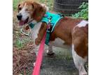 Adopt Murphy a Beagle