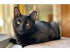 Adopt Tippy a Domestic Short Hair