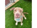 Adopt Wu-Tang a Pit Bull Terrier, Staffordshire Bull Terrier
