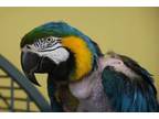 Adopt Sunflower a Macaw