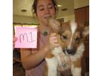 Pembroke Welsh Corgi Puppy for sale in Vale, OR, USA