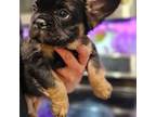 French Bulldog Puppy for sale in Phoenix, AZ, USA