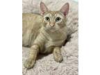 Adopt Lima (Orange) a Orange or Red Tabby Domestic Shorthair (short coat) cat in