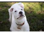Adopt Peanut (22-131 D) a White Mixed Breed (Medium) / Mixed dog in Saint Johns