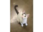 Adopt Fruit Loop a White (Mostly) Domestic Shorthair (short coat) cat in