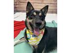 Adopt Bear a Black Mixed Breed (Large) / Mixed dog in Walla Walla, WA (37540105)