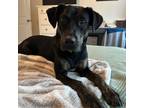 Adopt PANTHER a Black Mixed Breed (Medium) / Mixed dog in Kyle, TX (37522802)