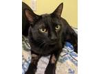 Adopt Mookie a All Black Domestic Shorthair (short coat) cat in Toronto