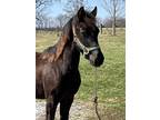 Well Bred Gorgeous Solid Black Yearling