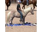 Cute and Sweet Pony Gelding