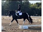 2016 Friesian Sport Mare Blue Ribbon Beauty