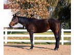 Stunning Thoroughbred w/ Impressive Papers: MOTIVATED SELLER