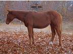 HGR Miss Independent 2023 AQHA Filly