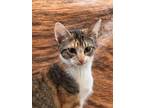 Adopt CeCe a Calico or Dilute Calico Domestic Shorthair (short coat) cat in