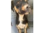 Adopt Kobe a Brown/Chocolate American Pit Bull Terrier / Mixed dog in Selma