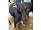 Adopt Ace a Black Doberman Pinscher / German Shepherd Dog / Mixed dog in Selma