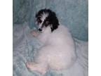 Adopt Spencer a White - with Black Miniature Poodle / Mixed dog in New