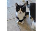 Adopt STANLEY! a Black & White or Tuxedo Domestic Shorthair (medium coat) cat in