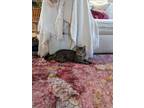 Adopt Jessie a Gray, Blue or Silver Tabby Domestic Shorthair (short coat) cat in